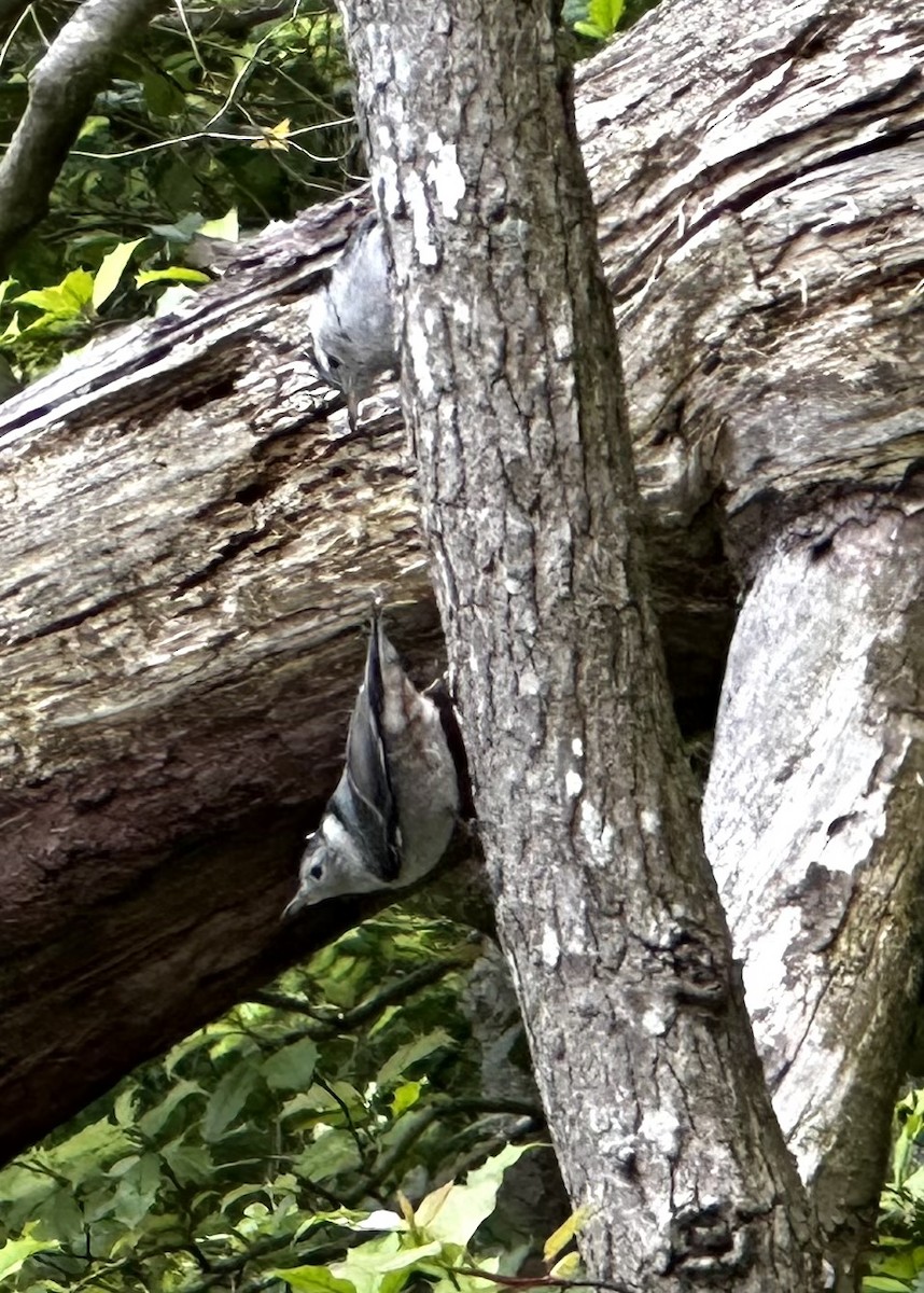 White-breasted Nuthatch - ML619205611