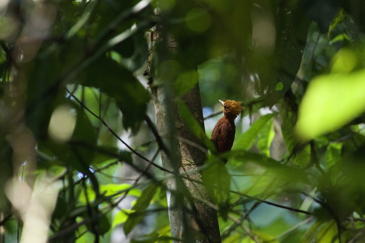 Chestnut-colored Woodpecker - ML619205677