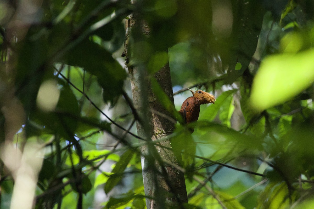 Chestnut-colored Woodpecker - ML619205678