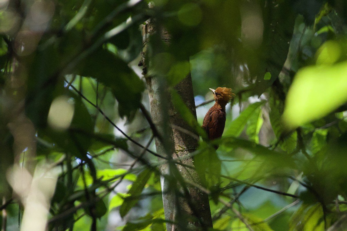 Chestnut-colored Woodpecker - ML619205680