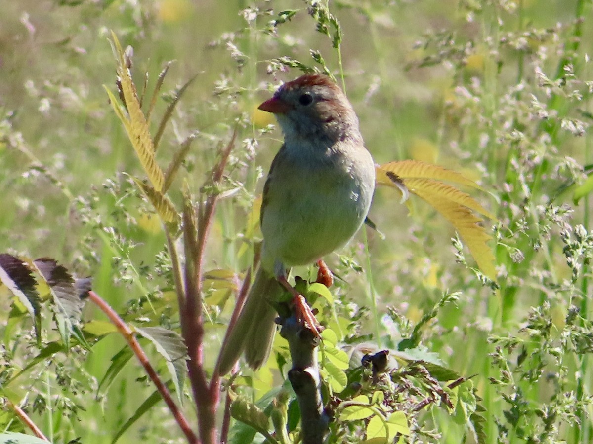 Field Sparrow - ML619205769