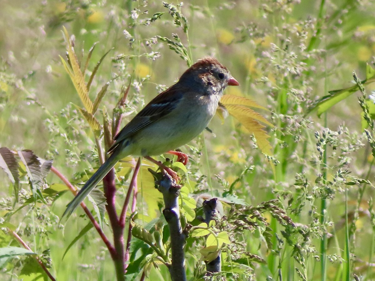 Field Sparrow - ML619205770