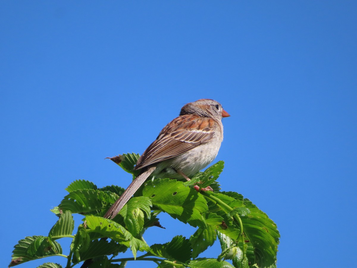 Field Sparrow - ML619205771
