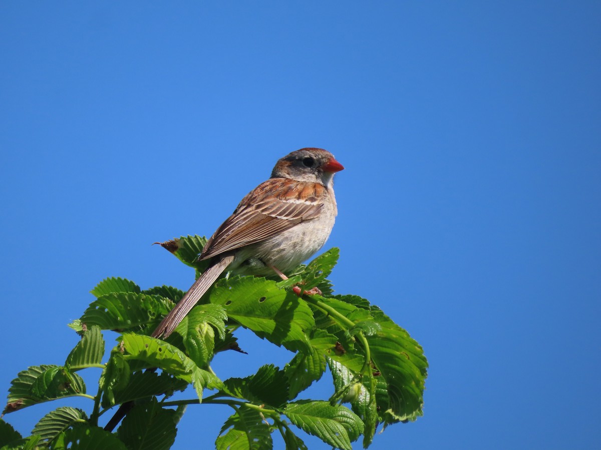 Field Sparrow - ML619205772