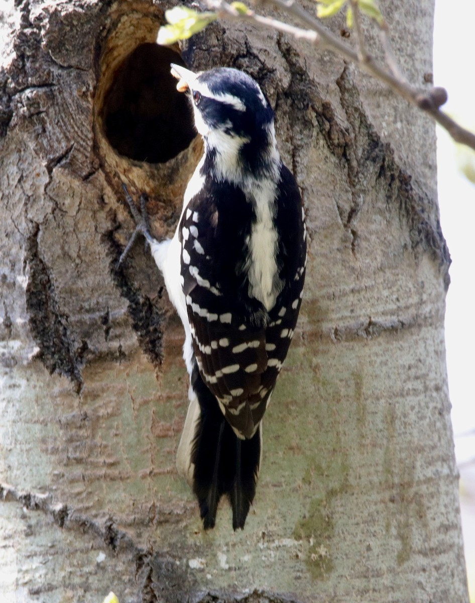 Hairy Woodpecker - ML619205777