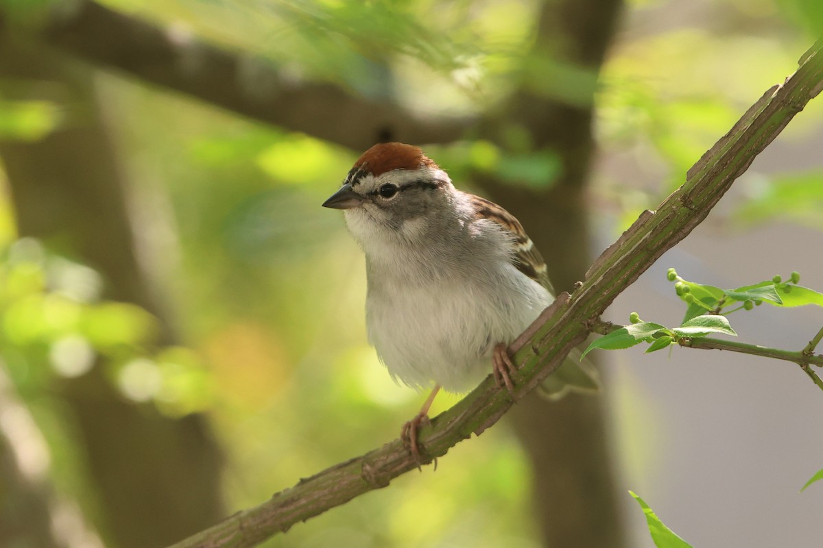 Chipping Sparrow - ML619205780