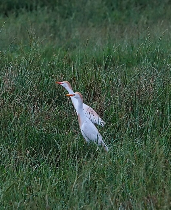 Египетская цапля (ibis) - ML619205820