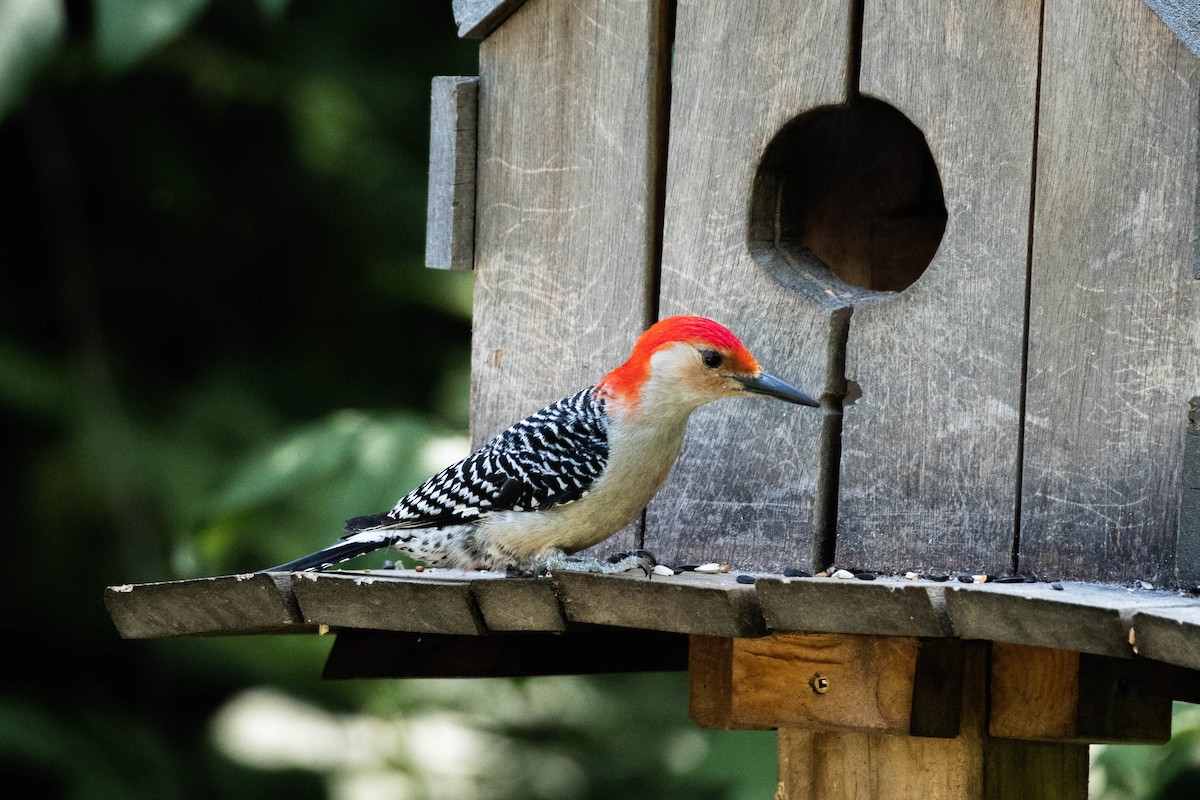 Red-bellied Woodpecker - ML619205896