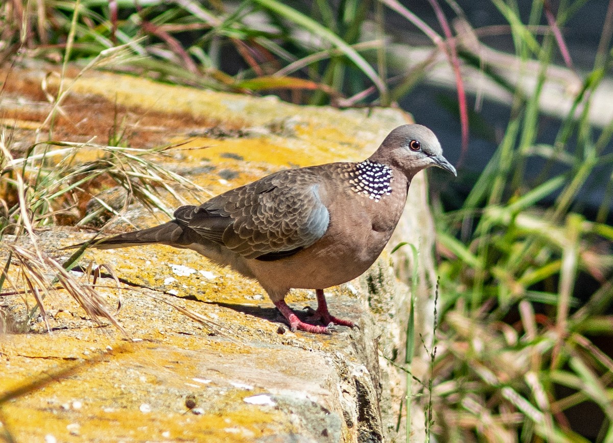 Spotted Dove - ML619205914