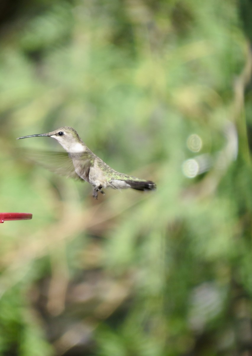 Black-chinned Hummingbird - ML619205915