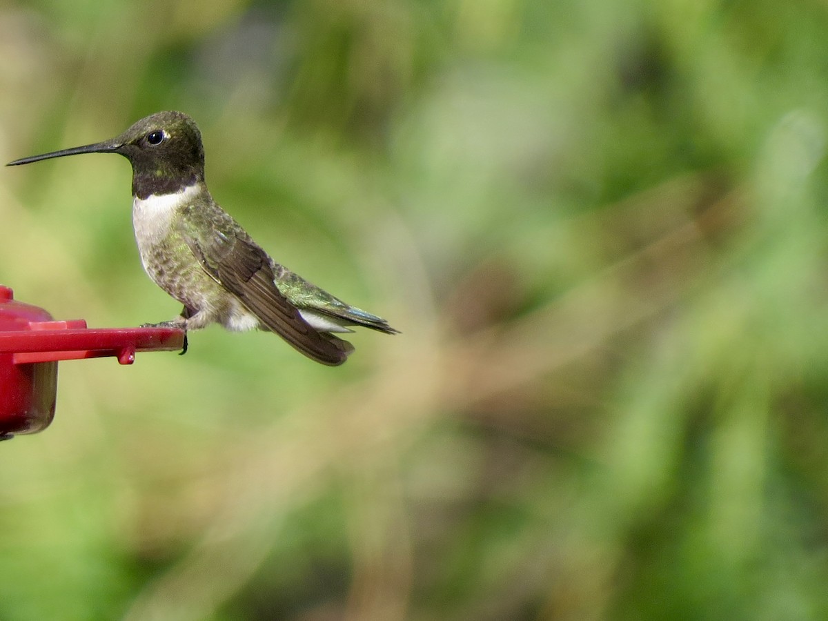Black-chinned Hummingbird - ML619205917