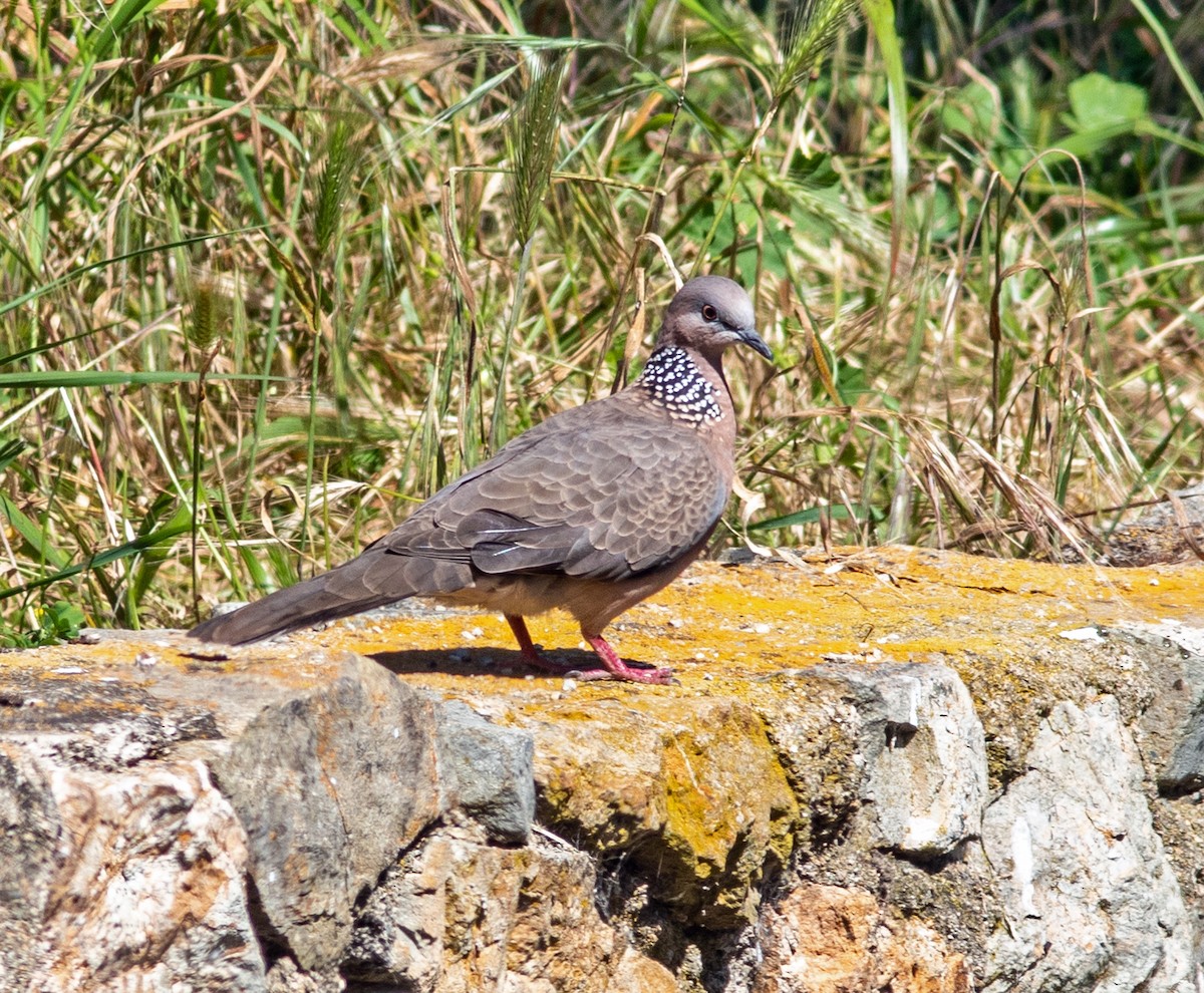 Spotted Dove - ML619205950