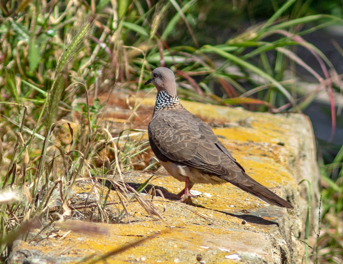 Spotted Dove - ML619205961