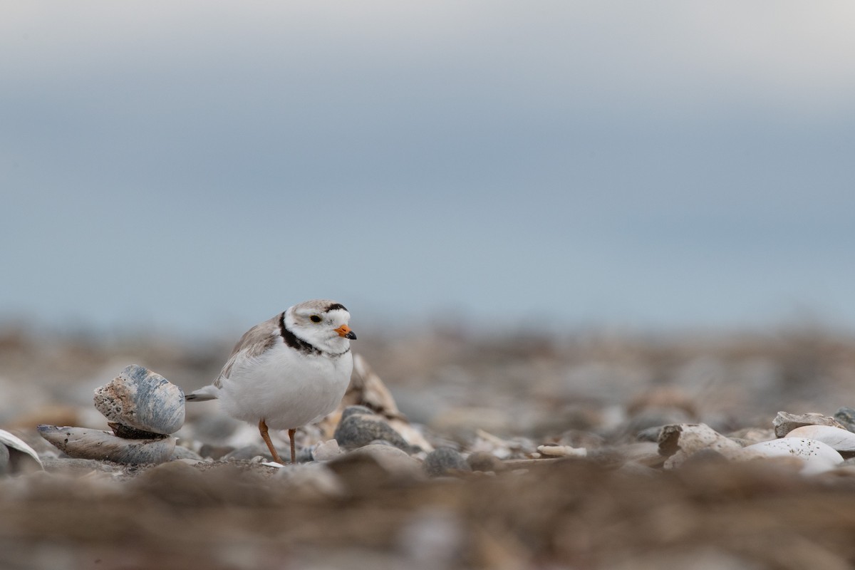 Piping Plover - ML619205980