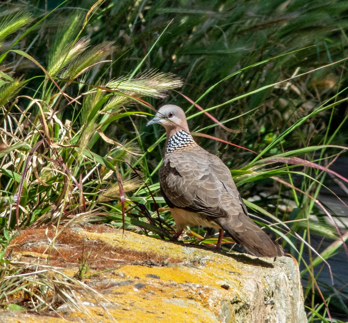 Spotted Dove - ML619205983