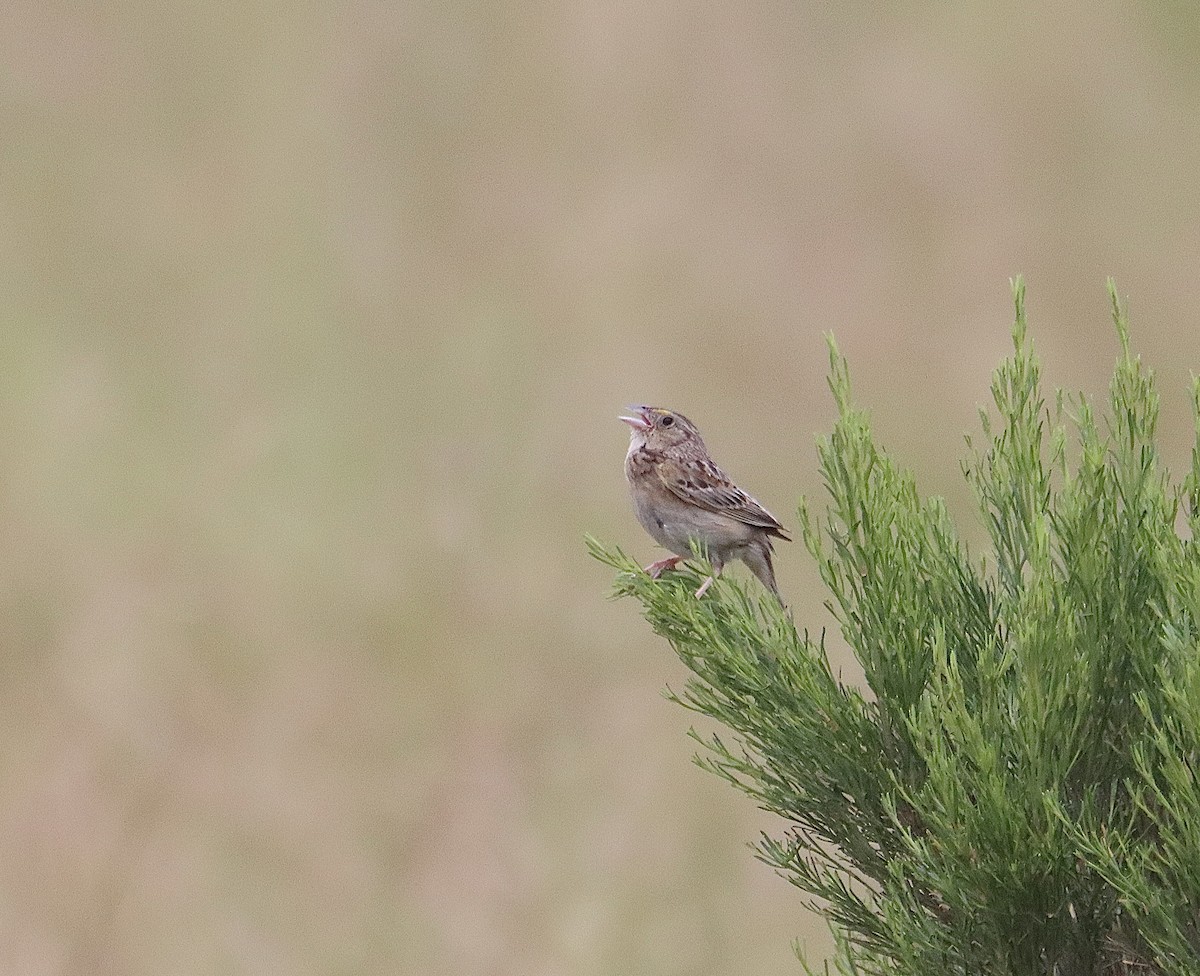 Grasshopper Sparrow - ML619205984