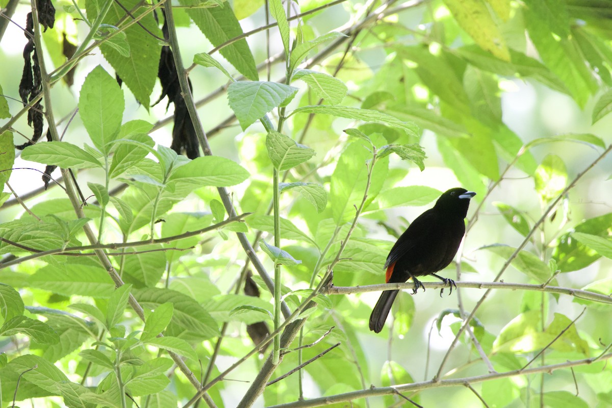 Scarlet-rumped Tanager - ML619205988