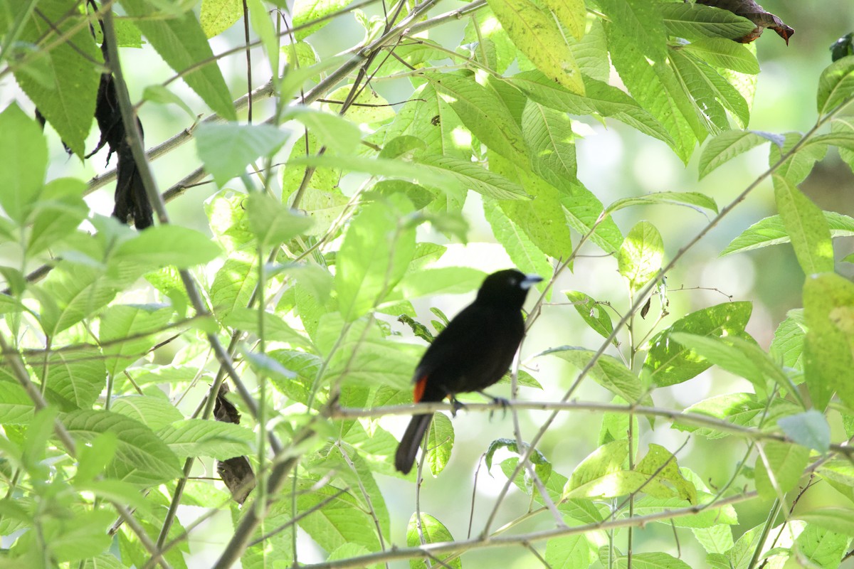 Scarlet-rumped Tanager - ML619205989