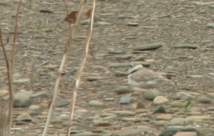 Piping Plover - ML619206081