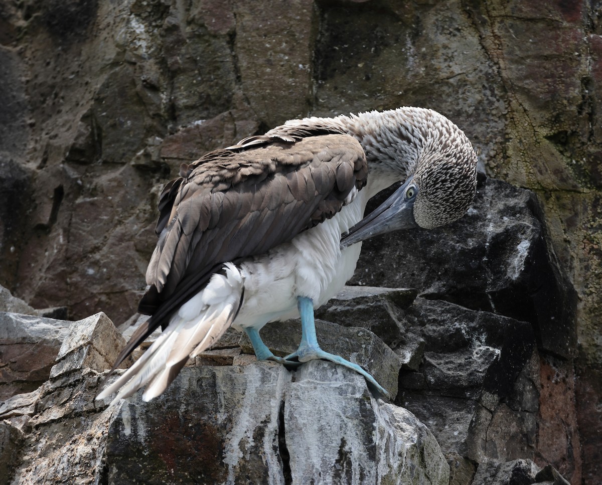 Blue-footed Booby - ML619206101