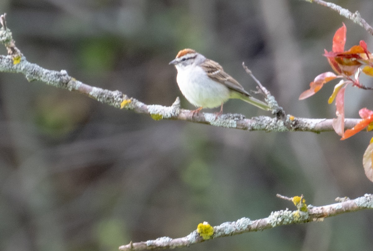 Chipping Sparrow - ML619206116