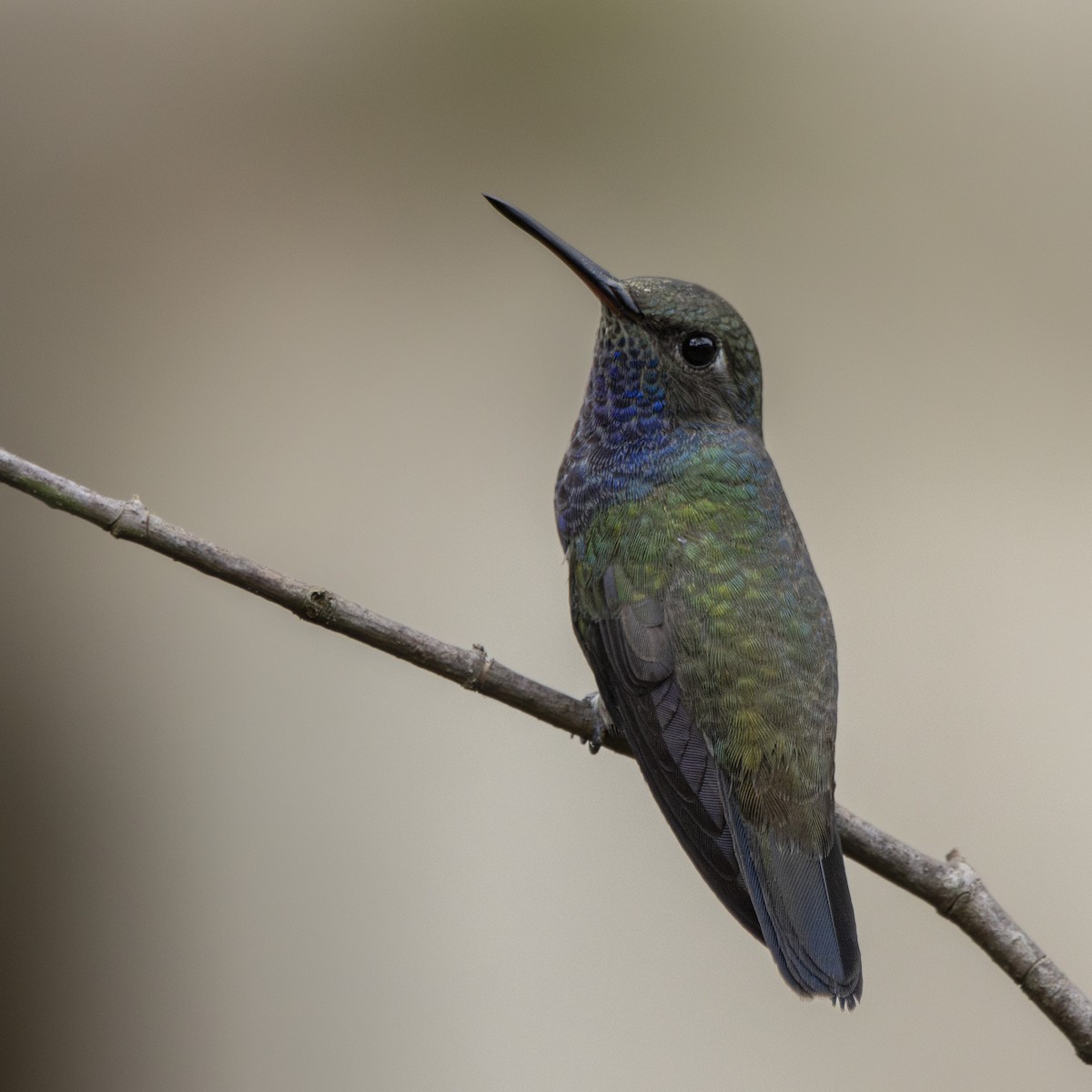 kolibřík safírový - ML619206160