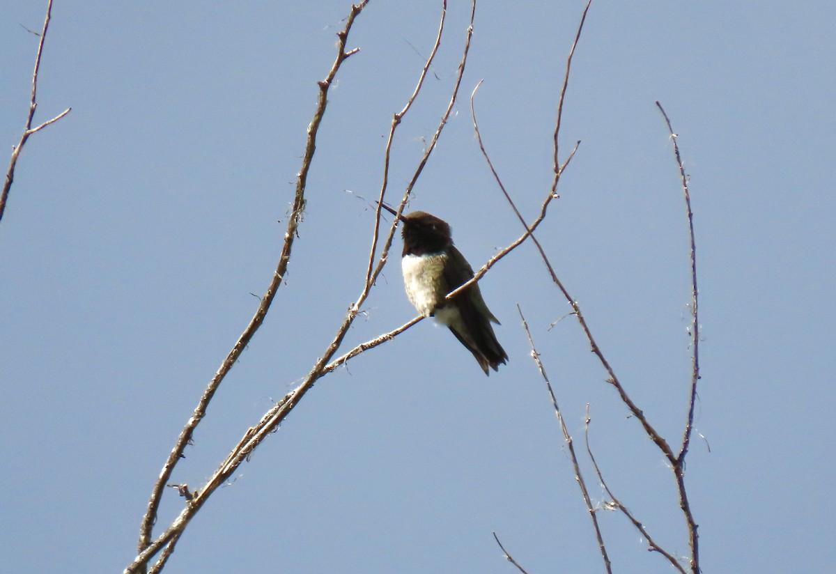 Black-chinned Hummingbird - ML619206170