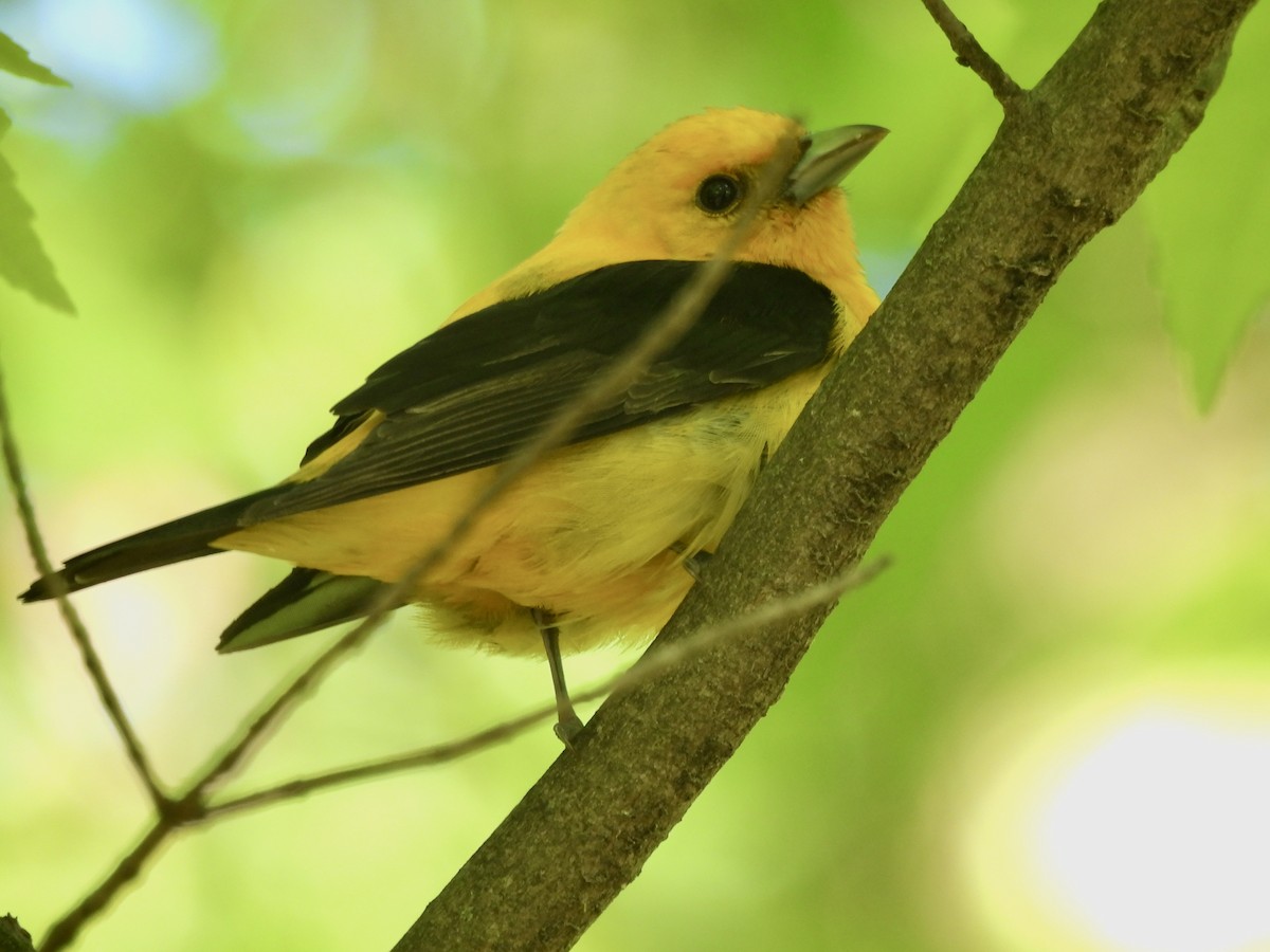 Scarlet Tanager - ML619206202