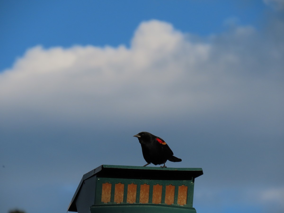 Red-winged Blackbird - ML619206209