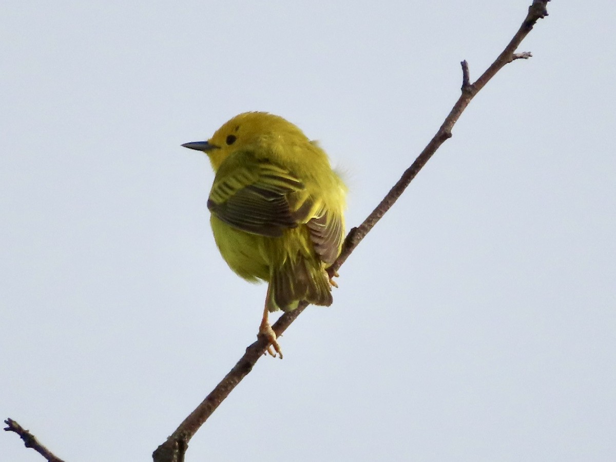 Yellow Warbler - ML619206226