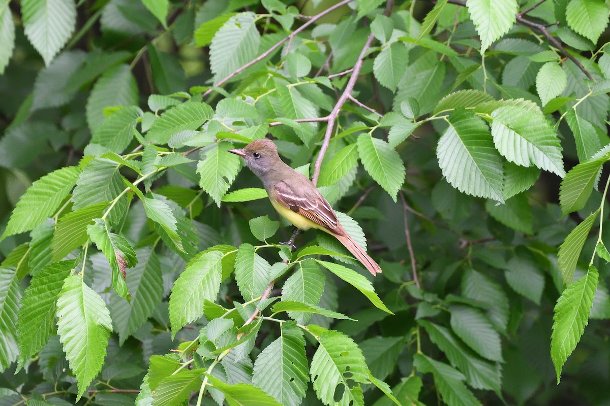 Great Crested Flycatcher - ML619206267