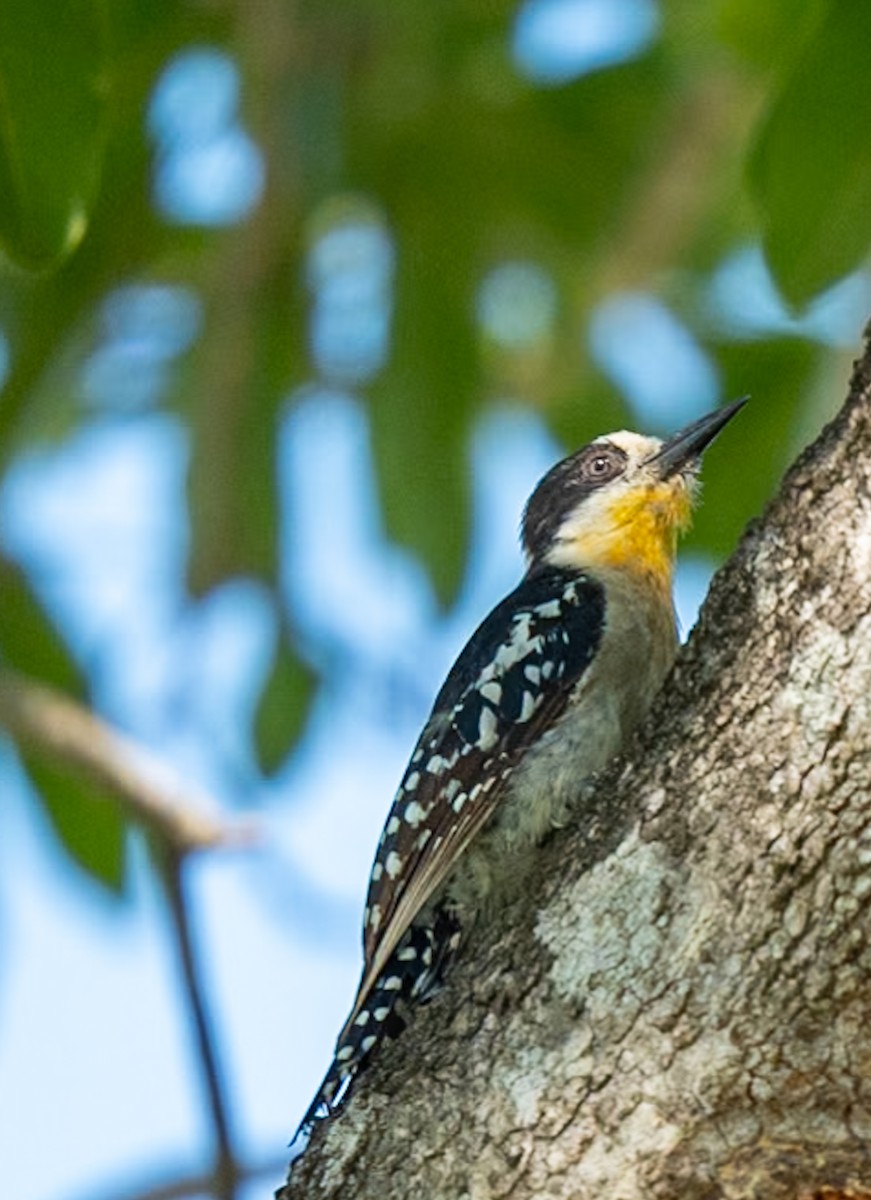 White-fronted Woodpecker - ML619206292