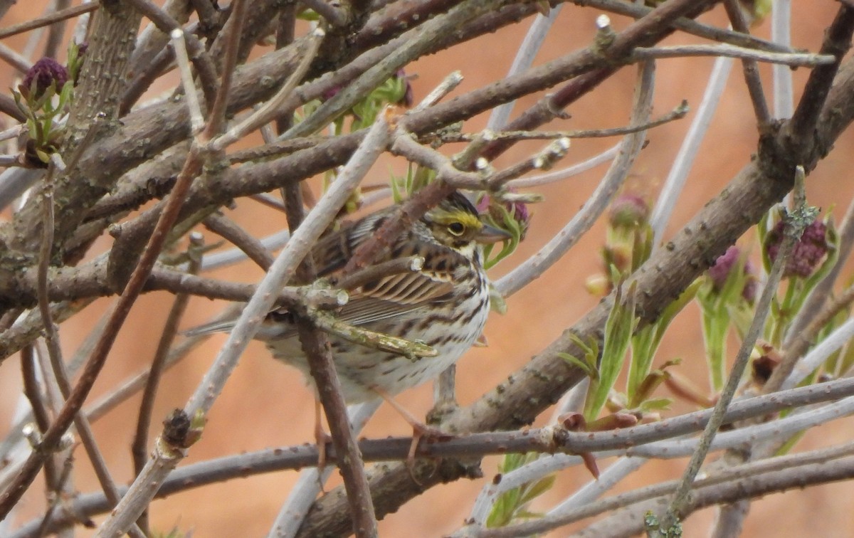 Savannah Sparrow - ML619206310