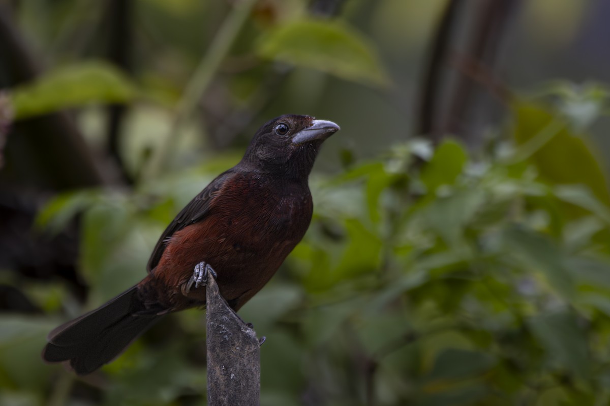 Silver-beaked Tanager - ML619206311
