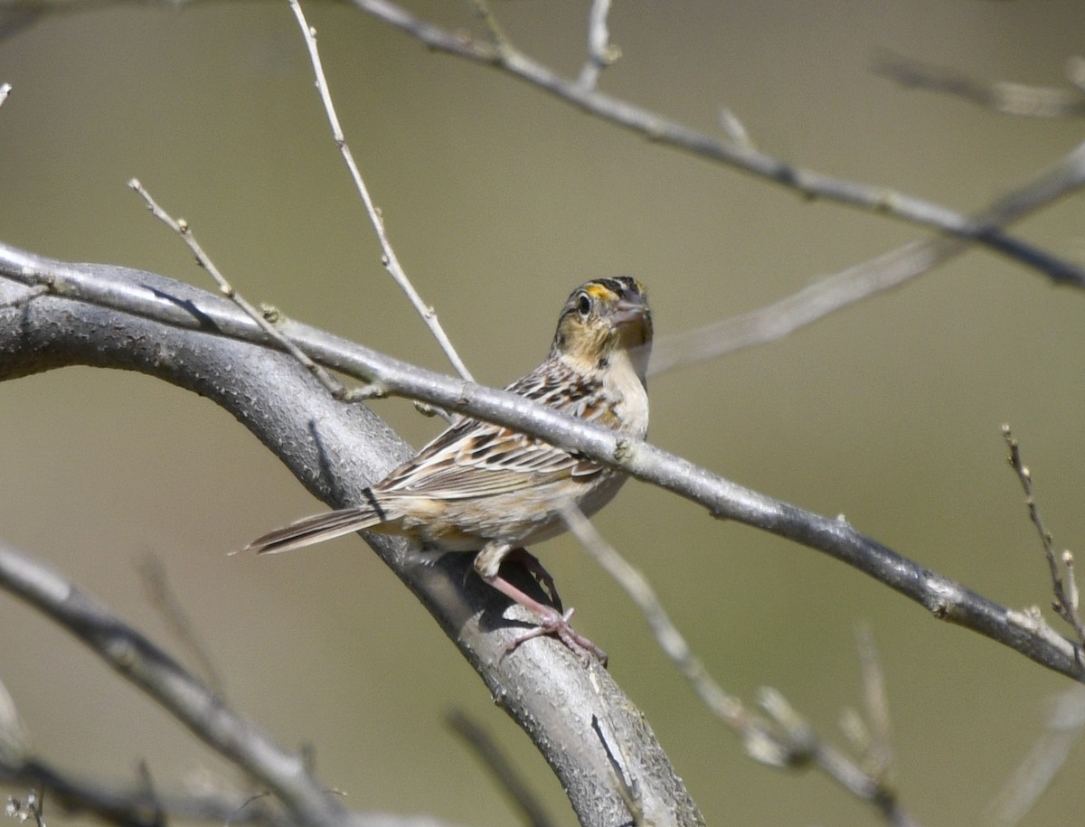 Grasshopper Sparrow - ML619206320