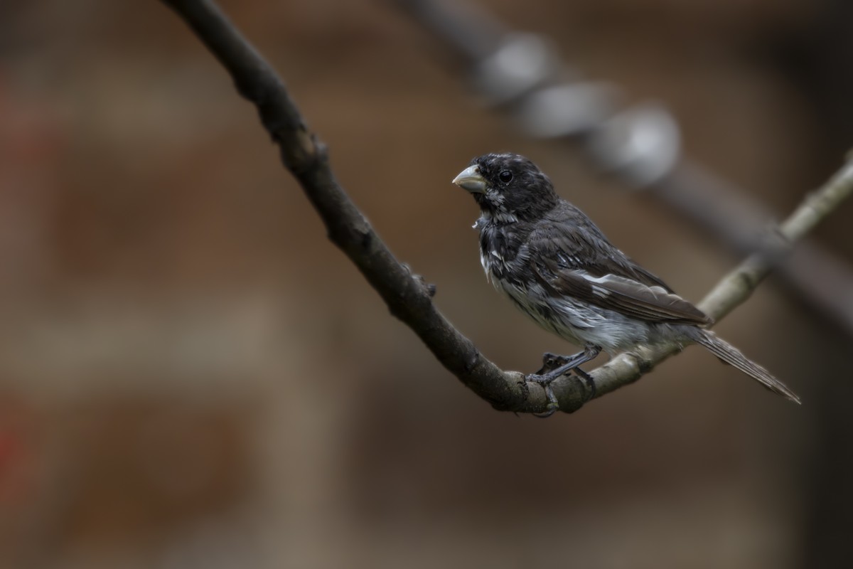 Double-collared Seedeater - ML619206334