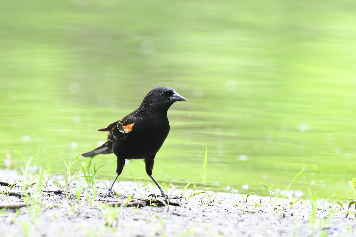 Red-winged Blackbird (Red-winged) - ML619206343
