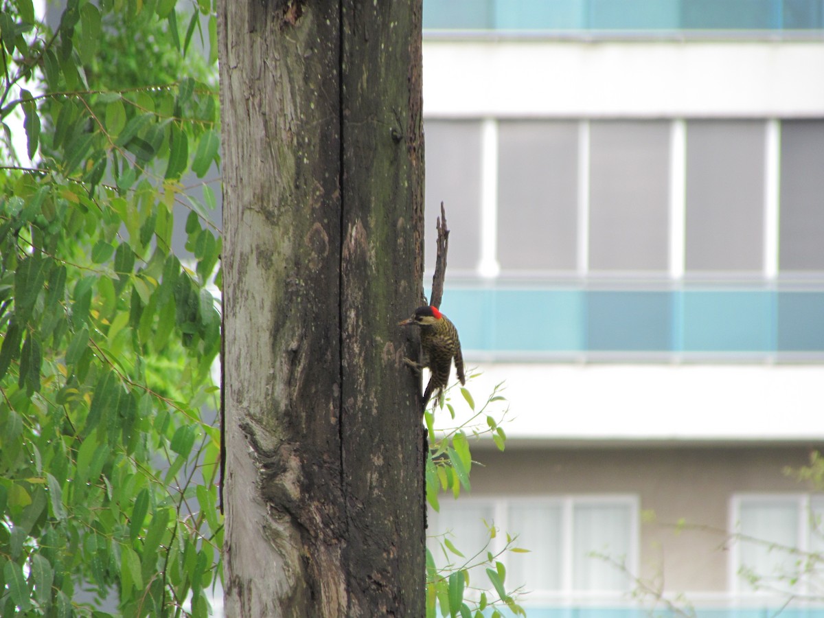 Green-barred Woodpecker - ML619206393