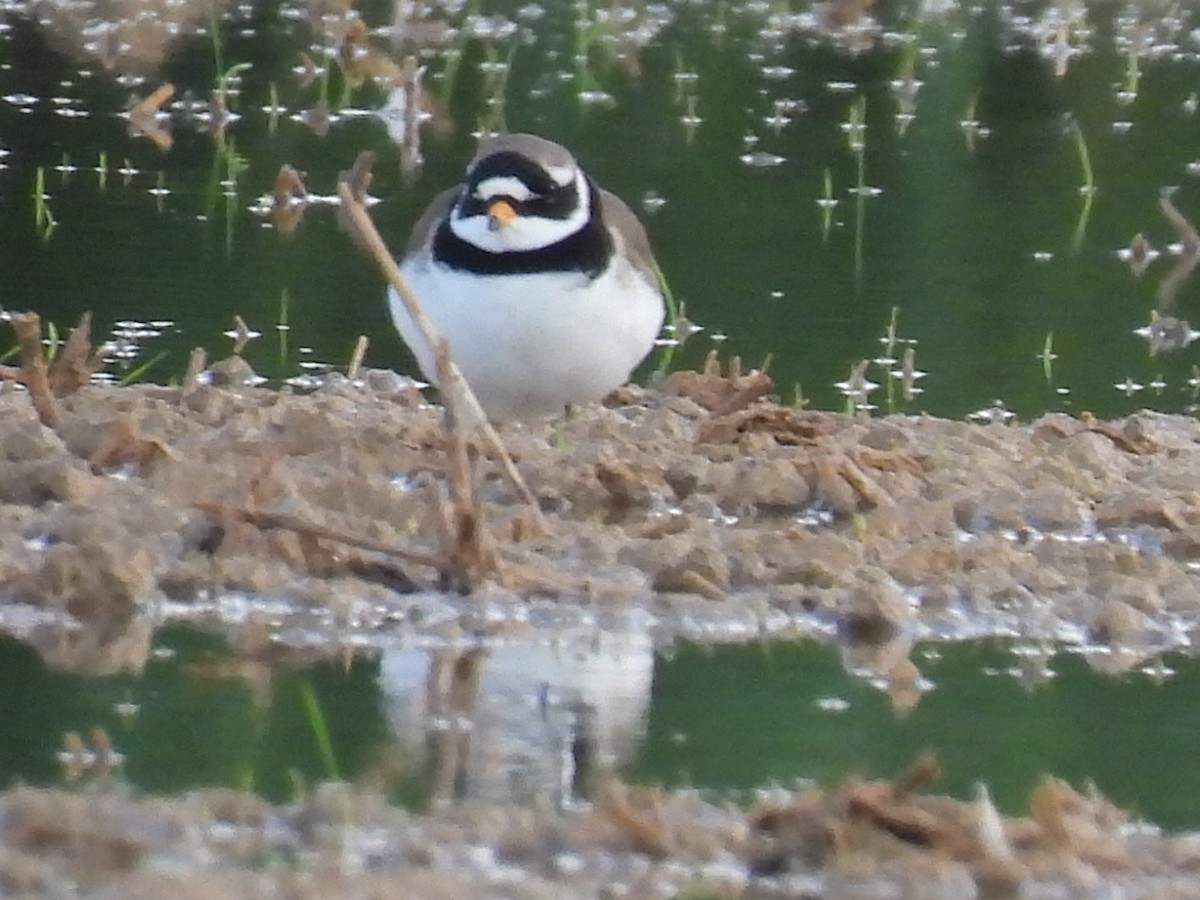 Common Ringed Plover - ML619206426