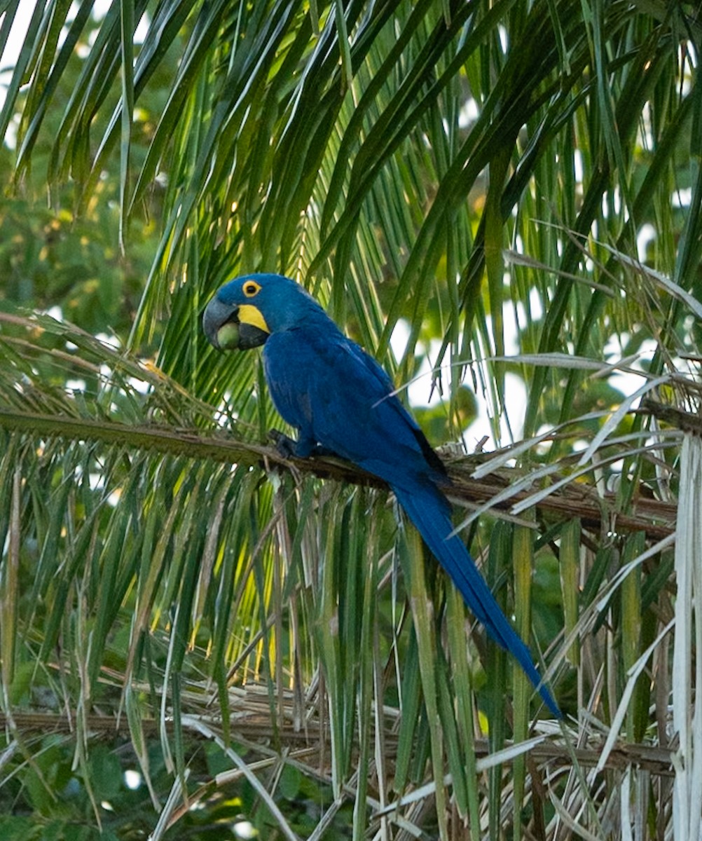 Hyacinth Macaw - ML619206548