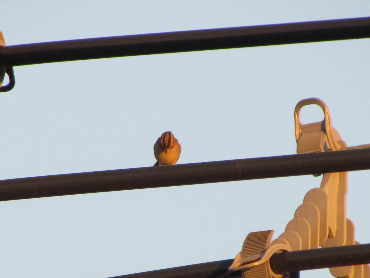 Rufous-collared Sparrow - ML619206576