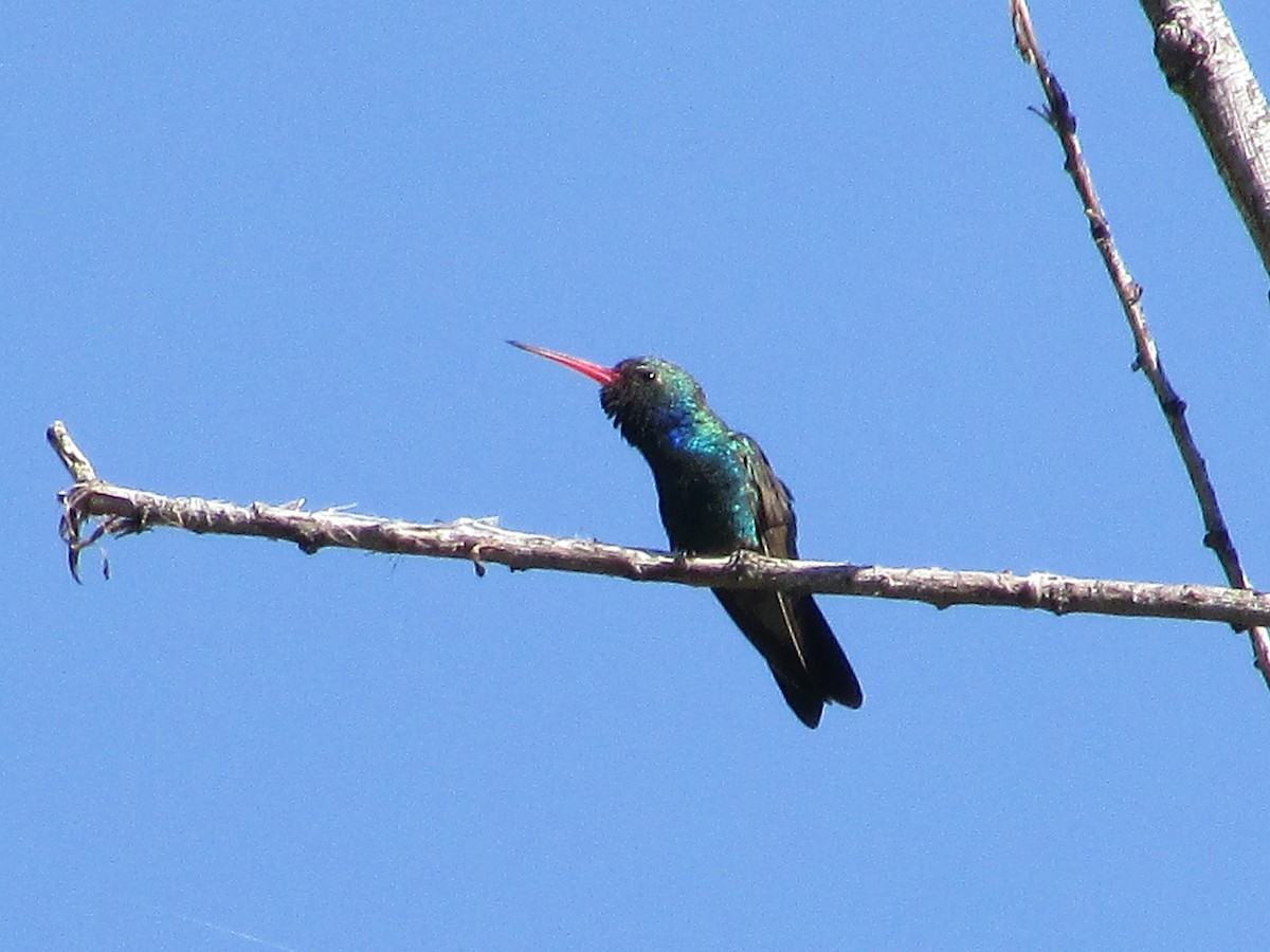 kolibřík širokozobý - ML619206600