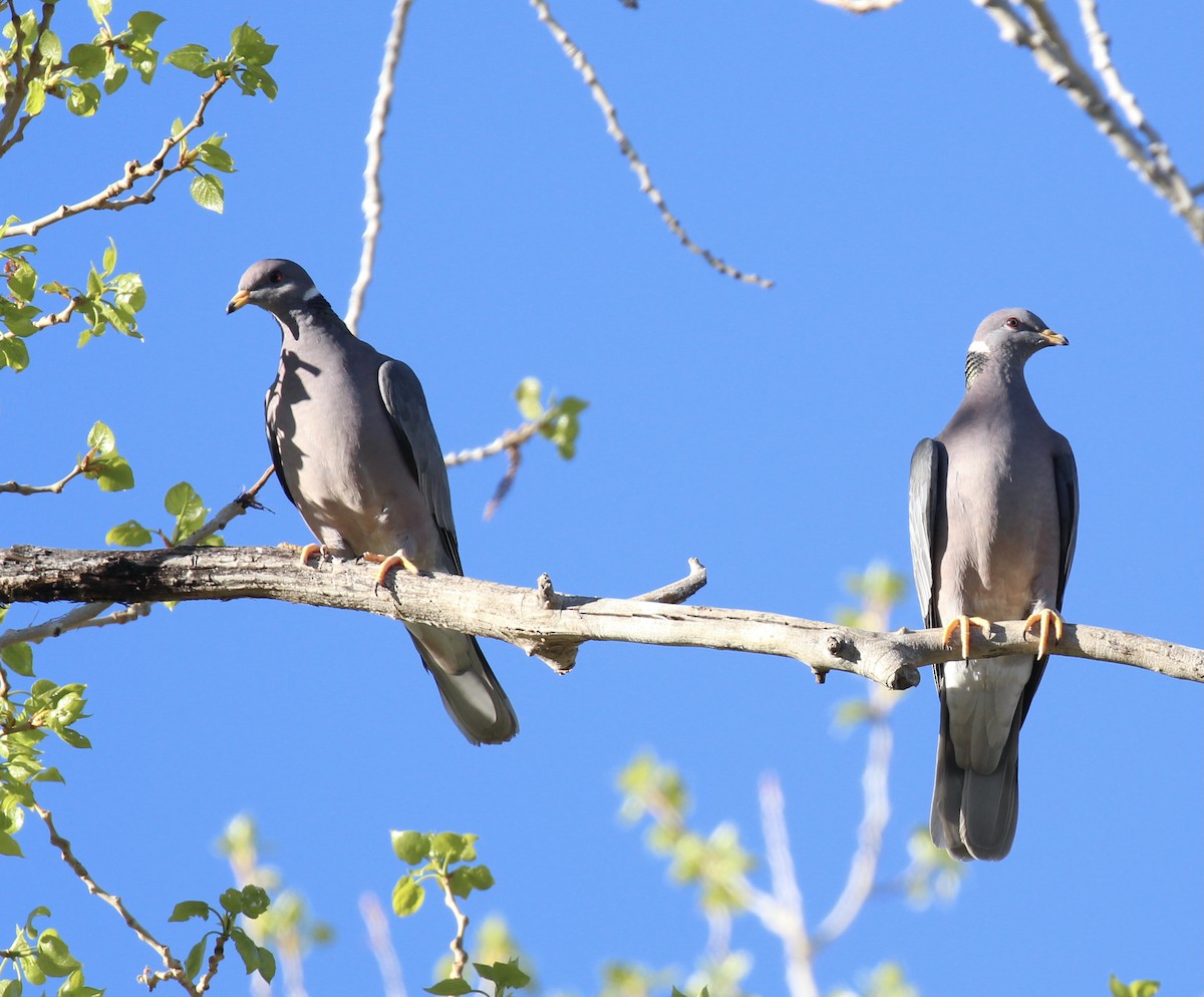Band-tailed Pigeon - ML619206614