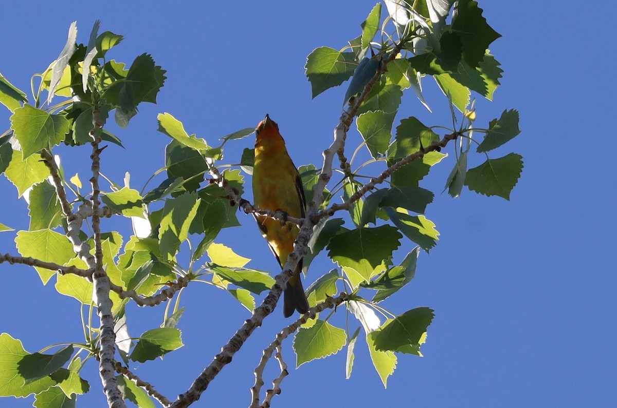 Western Tanager - ML619206621