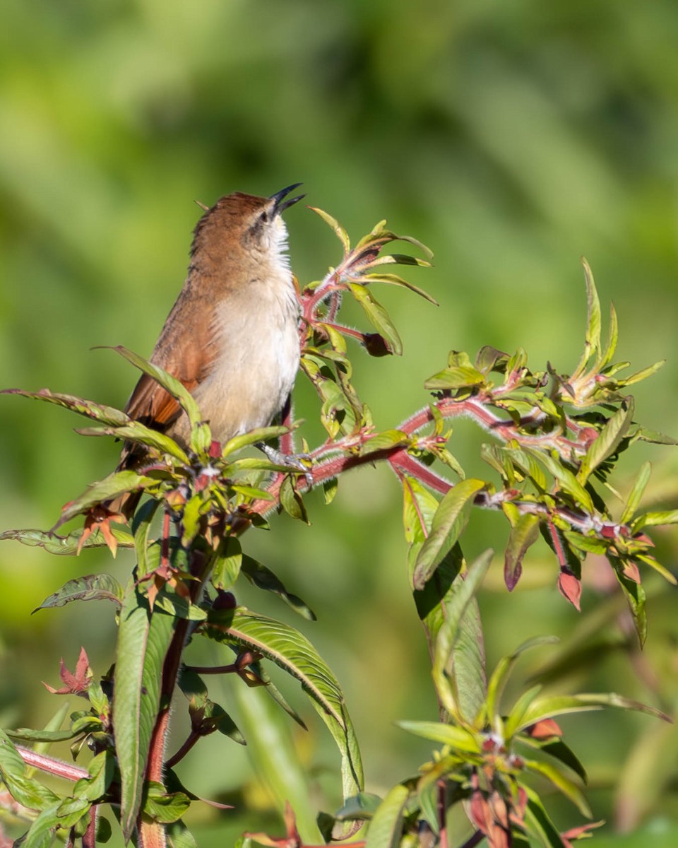 Yellow-chinned Spinetail - ML619206631