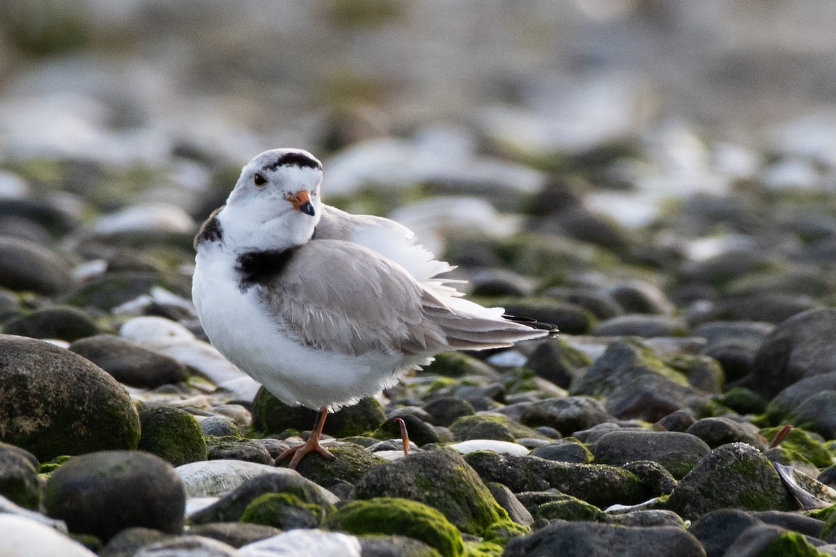 Piping Plover - ML619206668