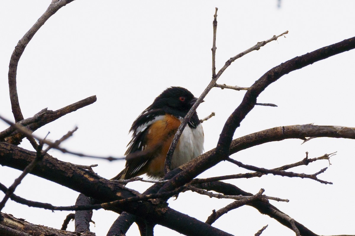 Spotted Towhee - ML619206674