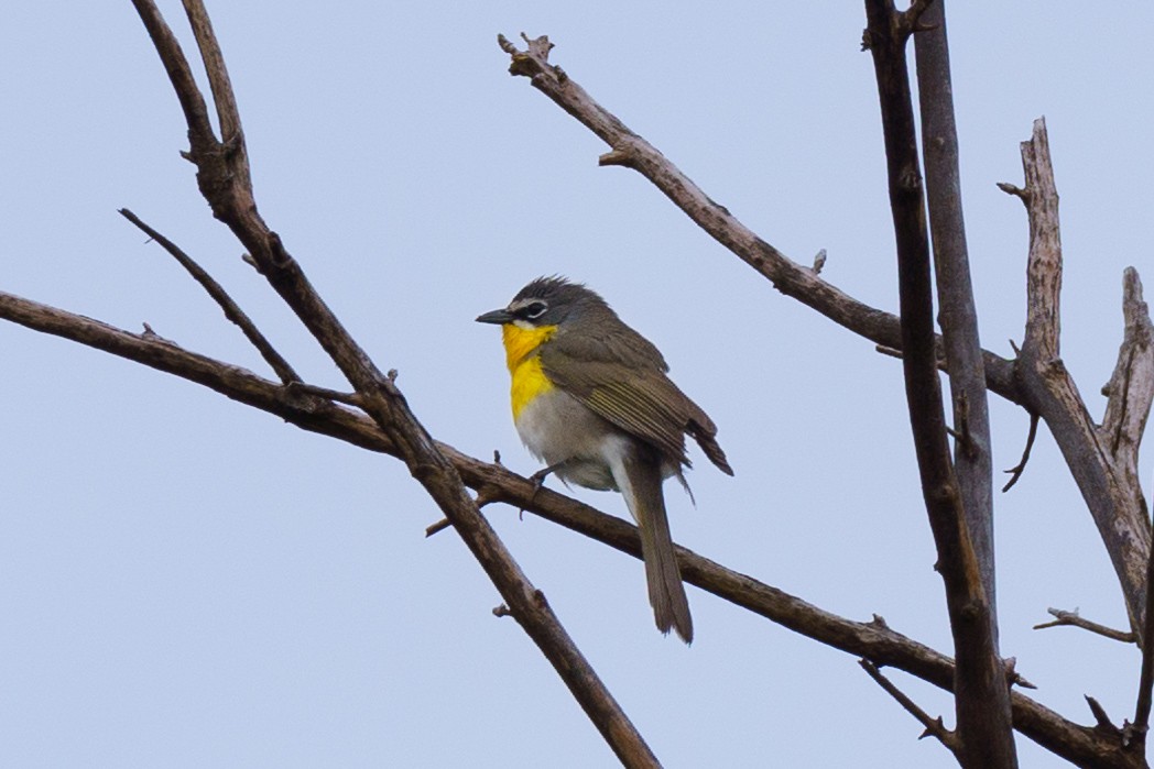 Yellow-breasted Chat - ML619206677