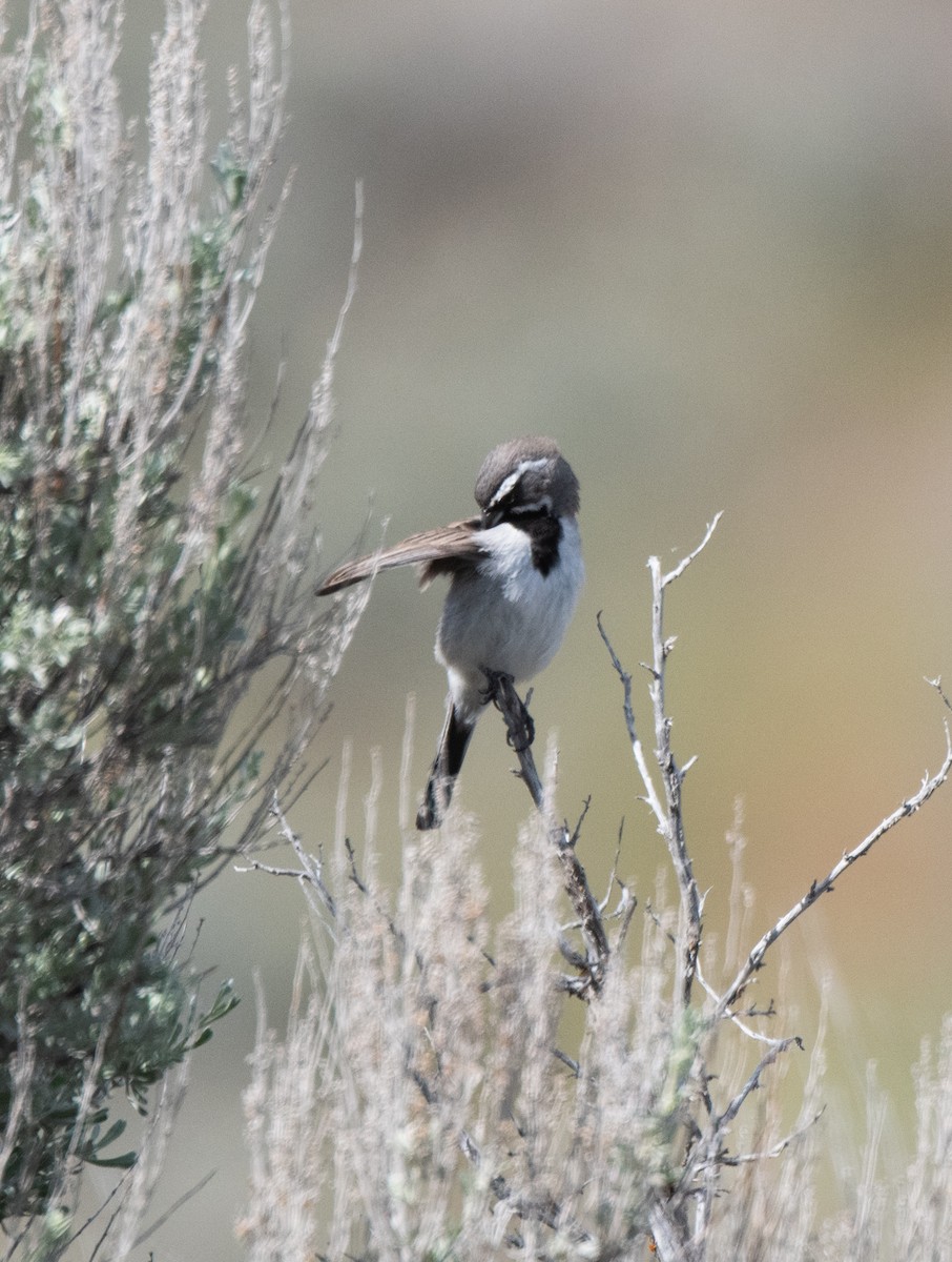 Black-throated Sparrow - ML619206691