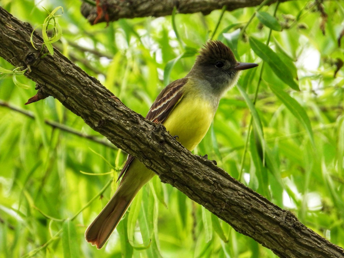 Great Crested Flycatcher - ML619206826